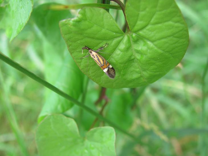 Alabonia geoffrella? No, Alabonia staintoniella